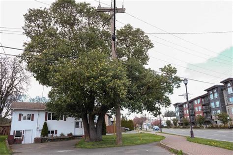 langford bylaw|city of langford tree bylaw.